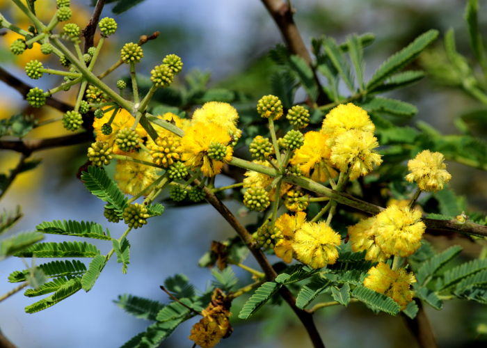 Acacia Nilotica