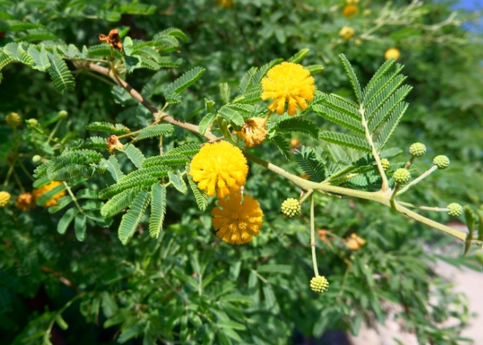Acacia Nilotica