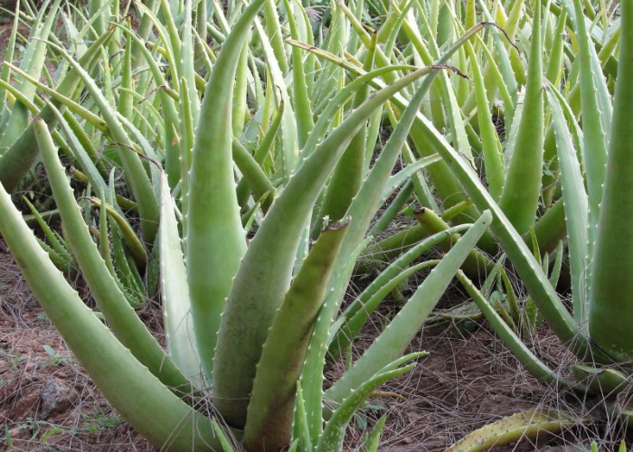 Aloe vera
