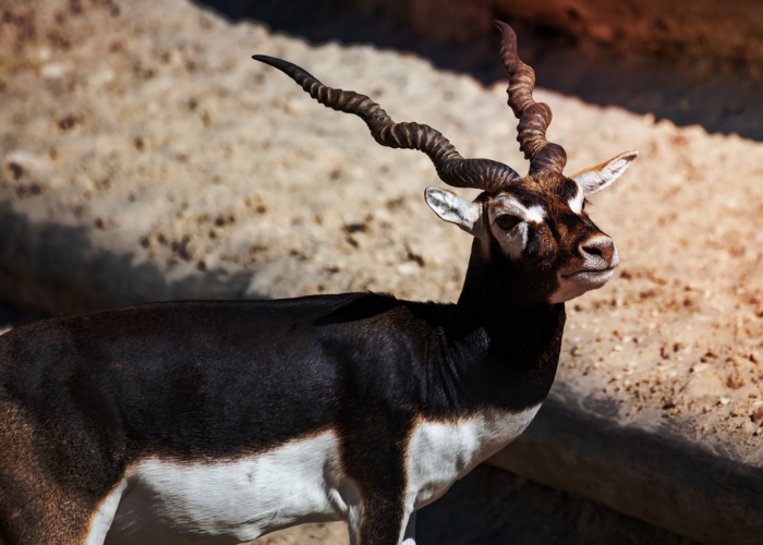 Blackbuck