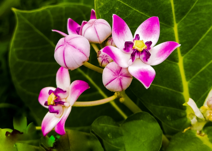 Calotropis Procera