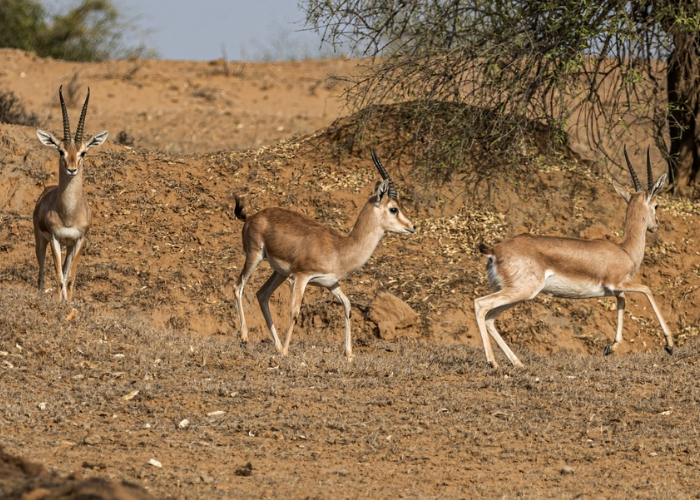 Chinkara