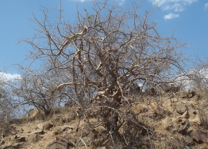 Commiphora Wightii