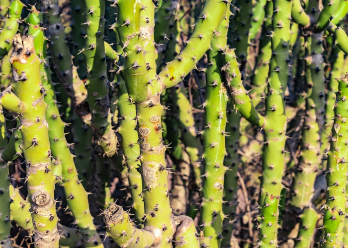 Euphorbia Caducifolia