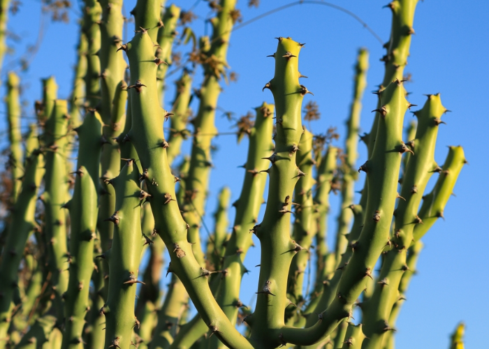 Euphorbia Caducifolia