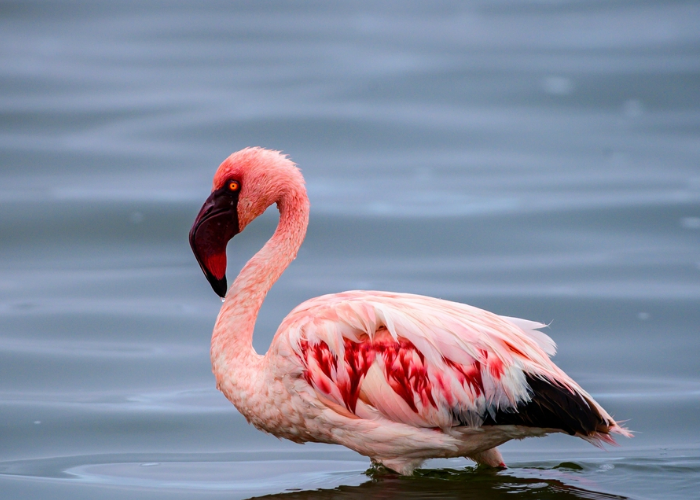 Lesser Flamingo
