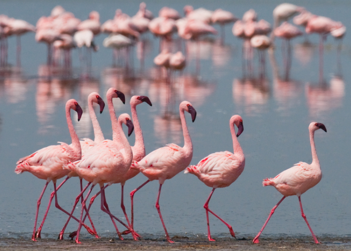 Lesser Flamingo