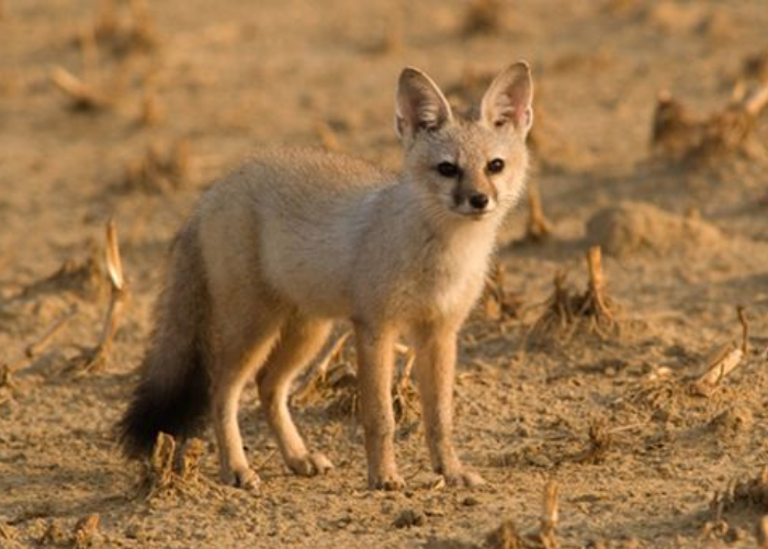 Indian Fox