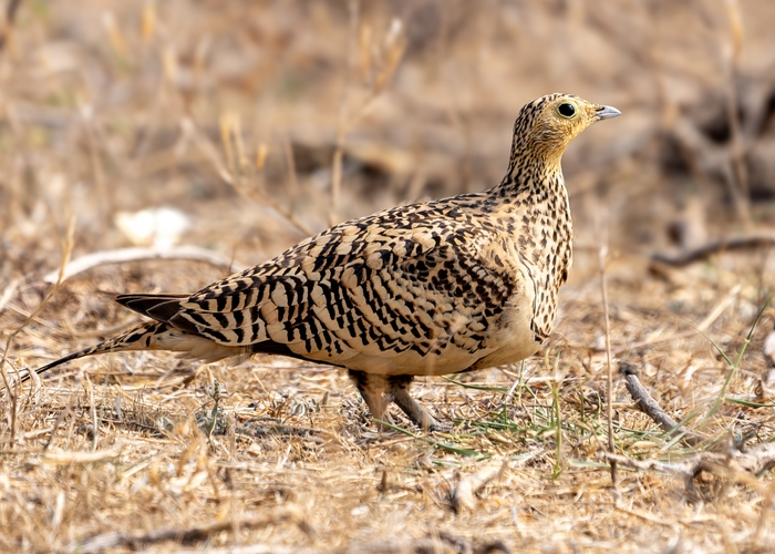 Indian Sandgrouse
