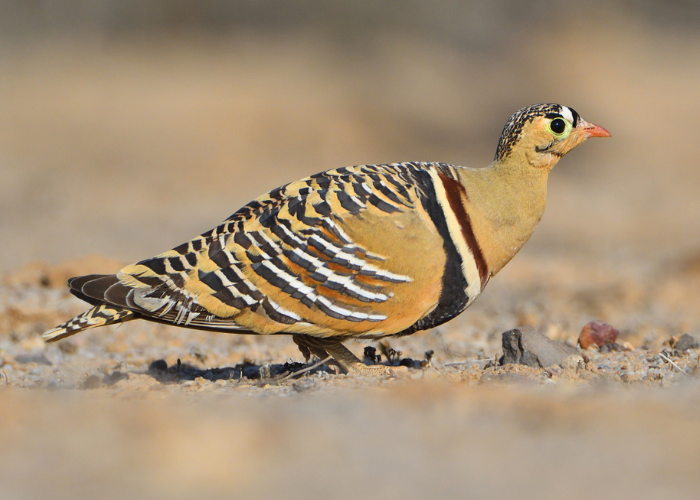 Indian Sandgrouse