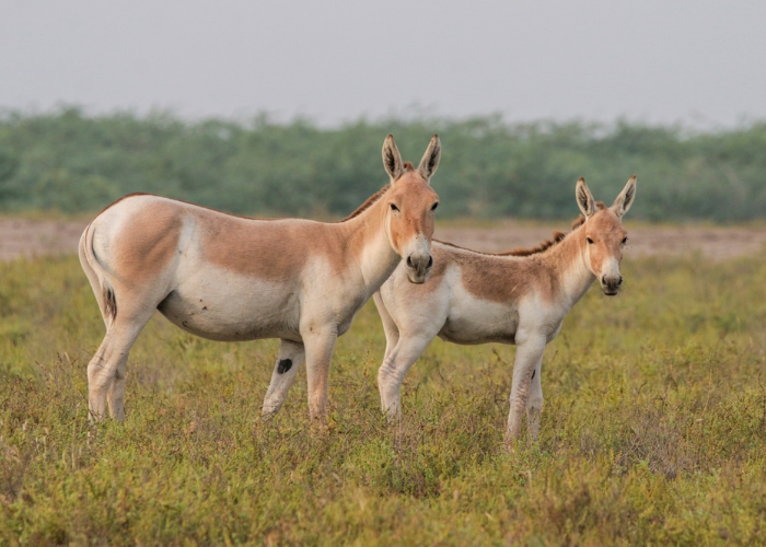 Indian Wild Ass