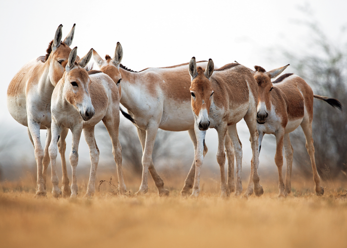 Indian Wild Ass