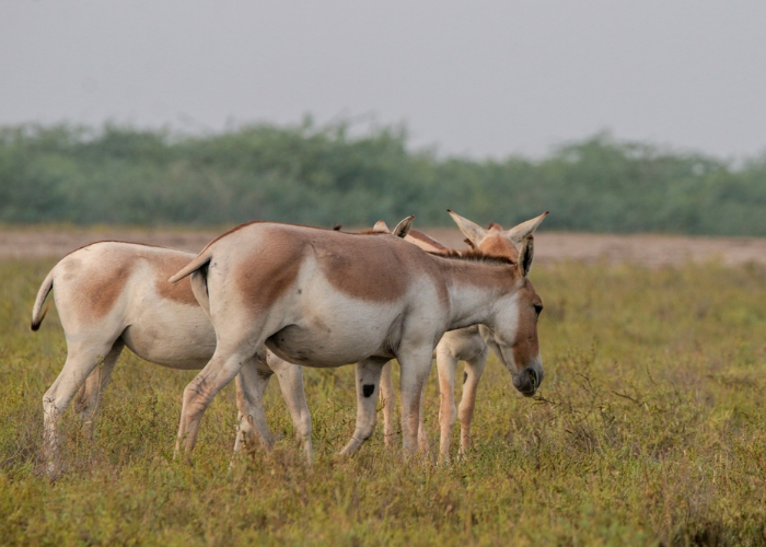 Indian Wild Ass