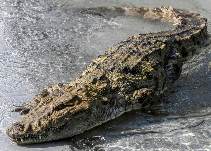 Marsh Crocodile