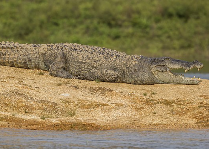 Marsh Crocodile