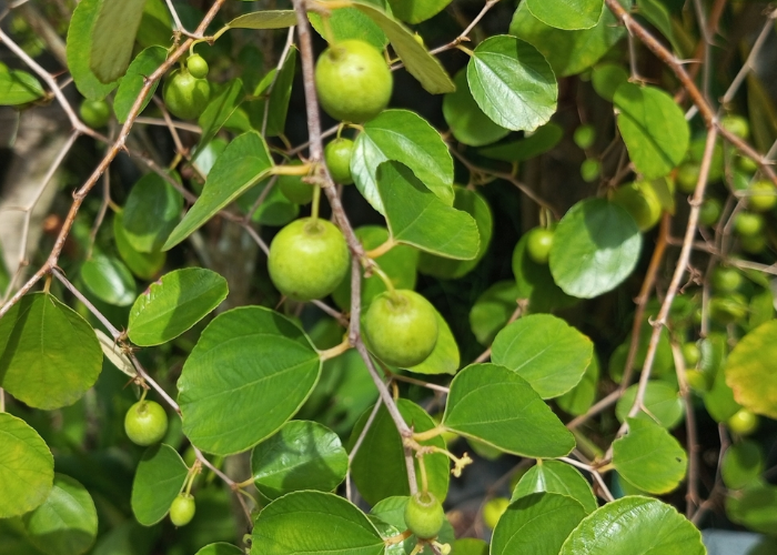 Ziziphus Mauritiana