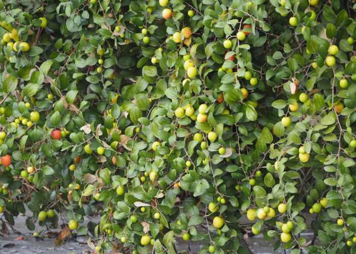 Ziziphus Mauritiana